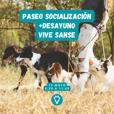 Paseo De Socializaci N Sanse May H Vive Pet Resort