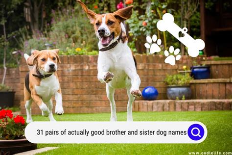 31 Pairs Of Actually GOOD Brother And Sister Dog Names! - Oodle Life