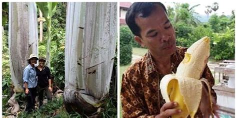 Gambar Pohon Pisang Beserta Fungsinya Theresa Roberts