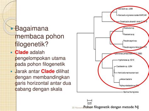 Ppt Review Bioinformatik Powerpoint Presentation Free Download Id 3668744