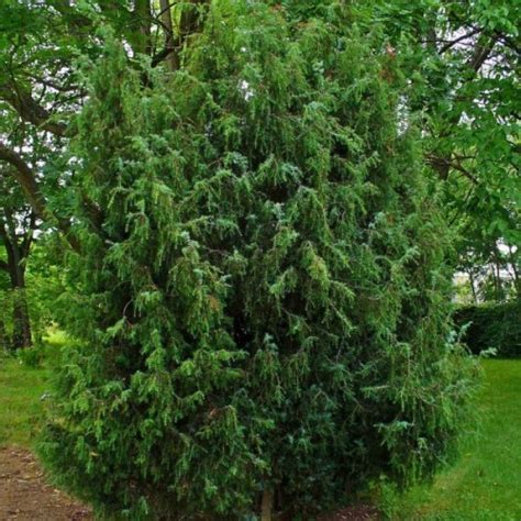 Buy Common Juniper (Juniperus Communis) 5 seeds online :: Seeds ...