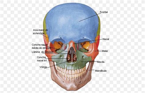 Frontal Bone Skull Sphenoid Bone Anatomy, PNG, 531x531px, Frontal Bone ...