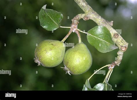 Wild Pear Pyrus Pyraster Rosaceae Stock Photo Alamy