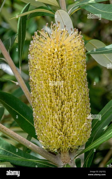 Banksia Integrifolia Australian Honeysuckle Stock Photo Alamy