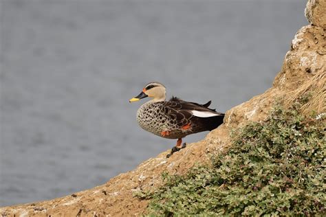 Indian Spot Billed Duck Bird - Free photo on Pixabay - Pixabay