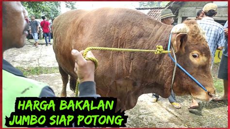 Sapi Bakalan Siap Di Gemukkan Dan Siap Potong Mulai Penuhi Pasar Pasar