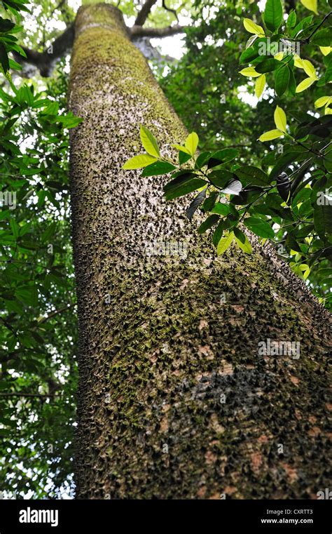 Sandbox Tree Possumwood Or Jabillo Hura Crepitans Syn Hura