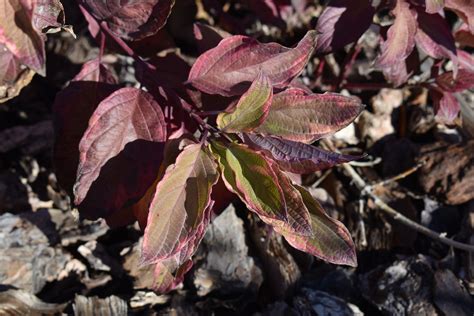 Golden Variegated Dogwood