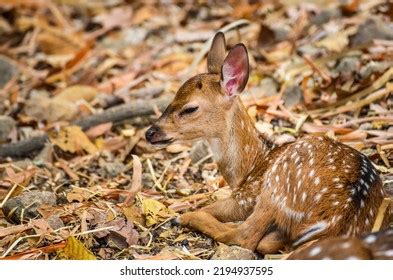 Newly Born Red Deer Cub Sleeping Stock Photo 2194937595 | Shutterstock