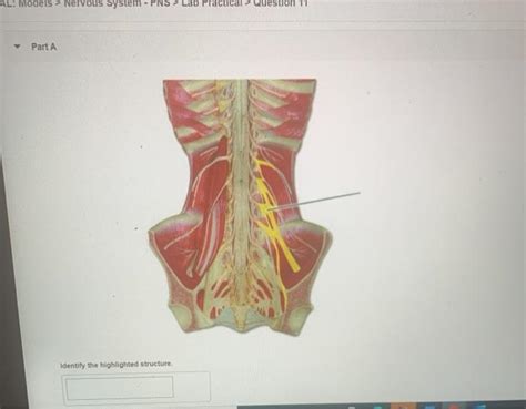 Solved Models Nervous System PNS Lab Practical Chegg