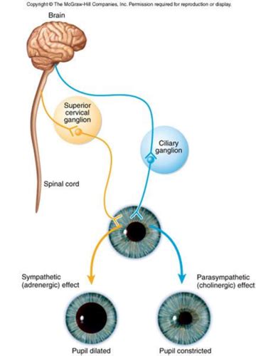 Ch15 Autonomic Nervous System And Visceral Reflexes Flashcards Quizlet