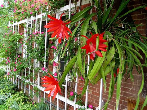 Caracter Sticas E Cultivo Do Cacto Orqu Dea Epiphyllum Ackermannii