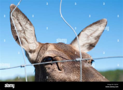 Farm Raised Deer Hi Res Stock Photography And Images Alamy