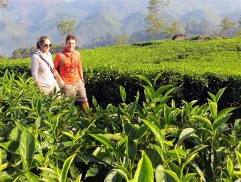 Spice Plantation Tour in Thekkady | Thekkady Sightseeing