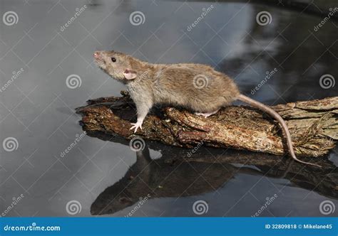 Brown Rat Rattus Norvegicus Stock Photo Image Of Mammal Wildlife