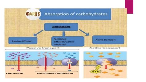 Absorption Of Carbohydrate