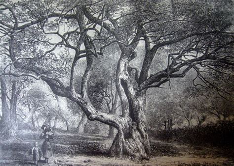 Les Arbres Remarquables Dans Les Gravures Du Xixè Siècle Arbres