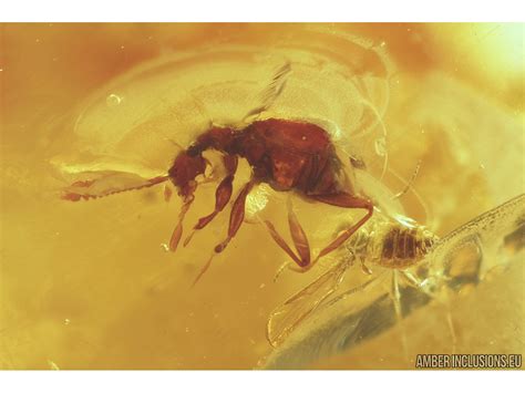 Pseudoscorpion Ant Two Beetles Mite Spider And More Fossil