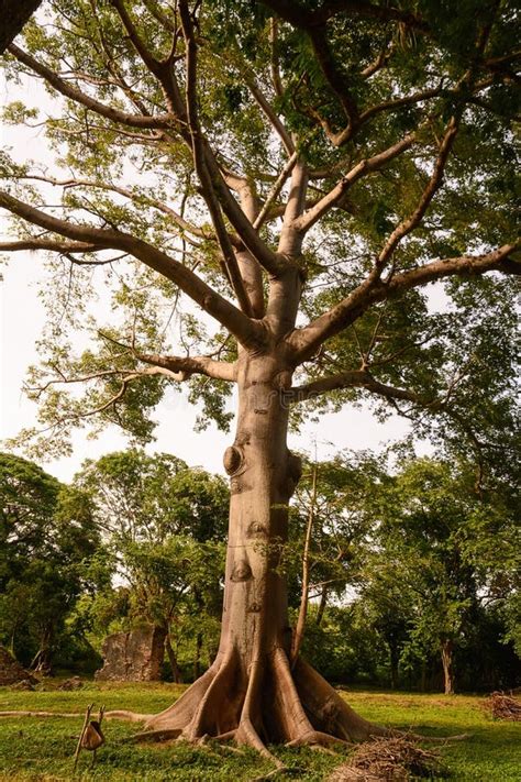 El árbol De Ceiba Que Tiene Cuba Se Llama Un árbol De La Paz Porque Und