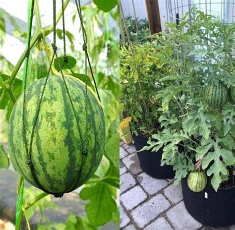 Rboles Frutales Ideales Para Cultivar En Jardines Peque Os Eco