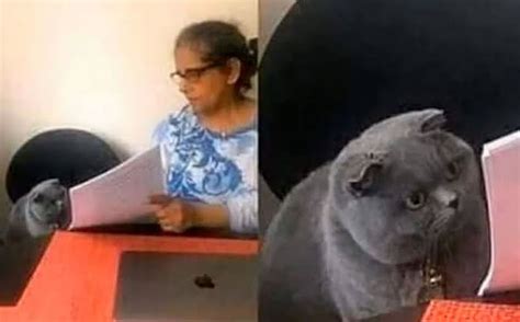 Historia Y Origen Del Meme Del Gato Regañado Y El Examen