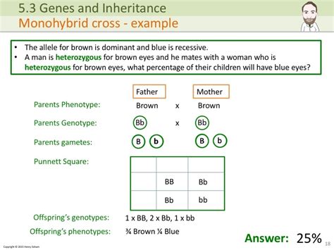 Igcse Genes And Inheritance