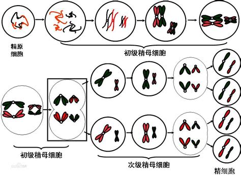 细胞分裂（生物学名词） 百度百科