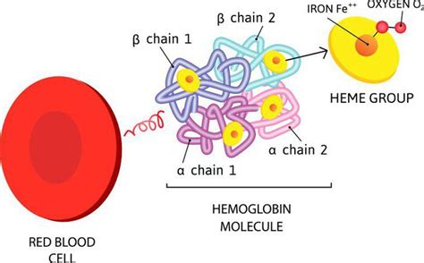 Biochemical Structure Of A Hemoglobin Molecule Medizzy