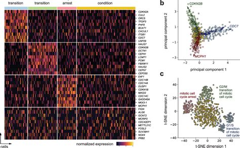 Simulated Scrna Seq With Cell Cycle Signatures A Heatmap Gene