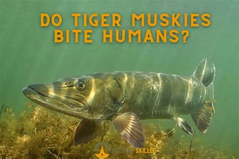 Are There Muskies In Alum Creek Alum Creek Muskie Fishing Guide