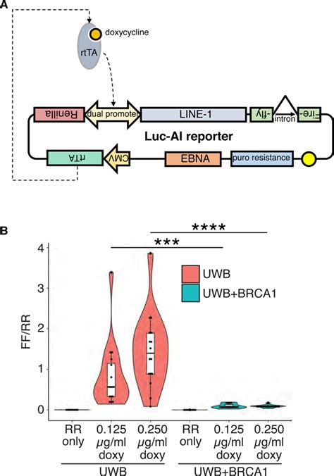 BRCA1 And S Phase DNA Repair Pathways Restrict LINE 1