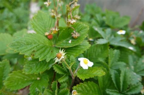 Premium Photo | Strawberries in the backyard garden forest strawberries wild strawberry flower