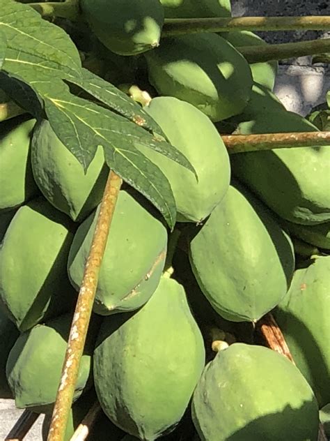 Banco de imagens tropical fruta plantar folha flor árvore