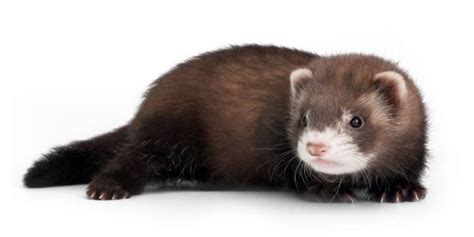 Pin on Ferret Breeds