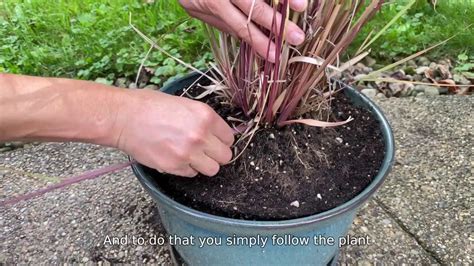 Harvesting Lemongrass Youtube