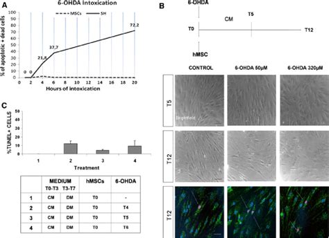 Hmsc Survival Is Not Altered By Ohda Triggered Oxidative Stress A