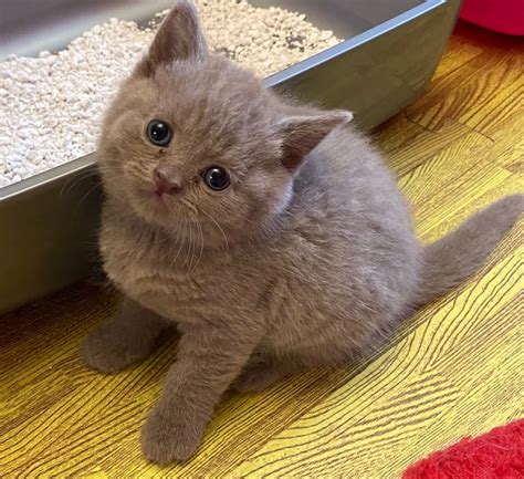 British Shorthair Kittens Bsh Blue And Lilac Free Delivery In Wishaw