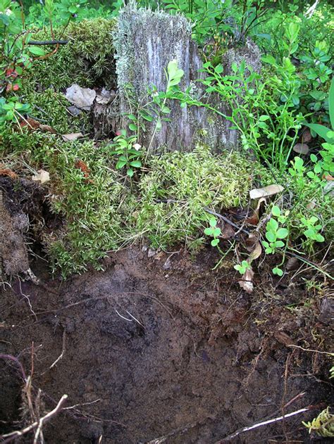 Unders Kningar I Naturen Nationellt Resurscentrum F R Biologiundervisning