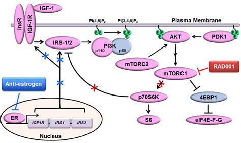 Figure 6 From Estrogen Receptor Alpha Drives Mtorc1 Inhibitor Induced Feedback Activation Of