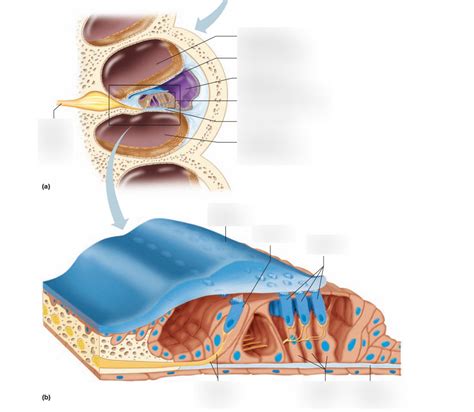 Cochlea Cross Section Diagram Quizlet