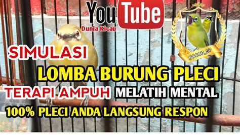 Simulasi Lomba Burung Pleci Terapi Ampuh Melatih Mental Pleci Anda