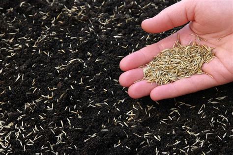 Grass Seed Not Germinating 10 Problems And How To Fix Them