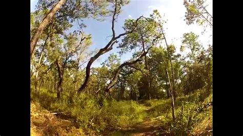 Hiking The Florida Trail in Croom (Withlacoochee State Forest) | Florida trail, State forest, Trail