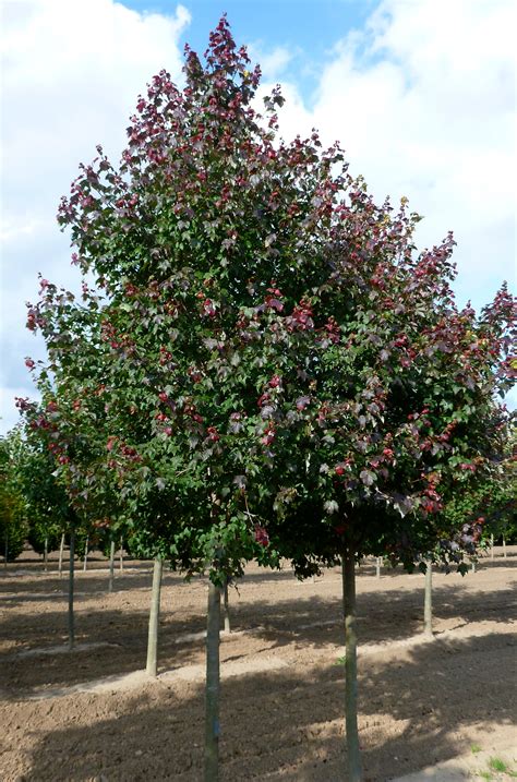 Burgundy Belle® Maple Gardentap