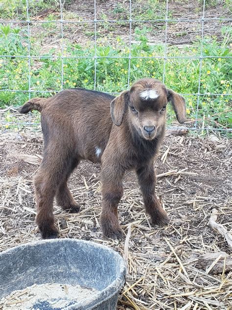 Tennessee Fainting Goats | Old Crowe Farm