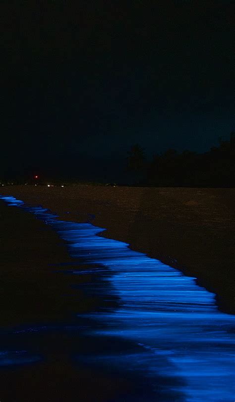 Bioluminescence Beach Wallpaper