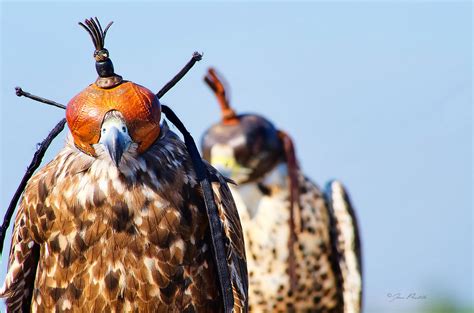 Falcons Del Aeroport Del Prat Pulsar L Joan Padilla Roig Flickr