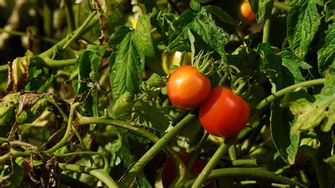 Common Tomato Plant Problems And How To Fix Them