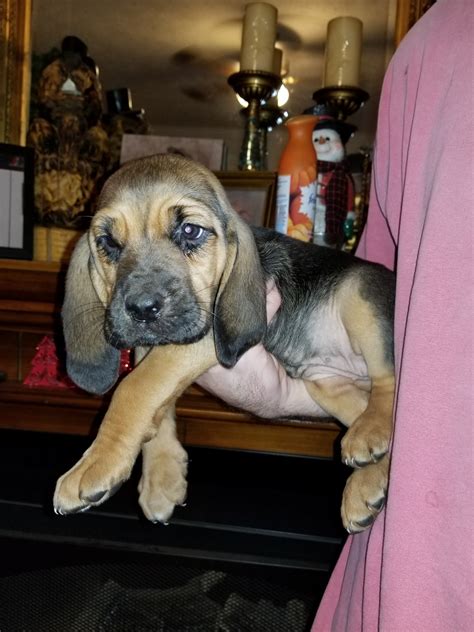 Bloodhound Puppies For Sale | Fayetteville, NC #288993