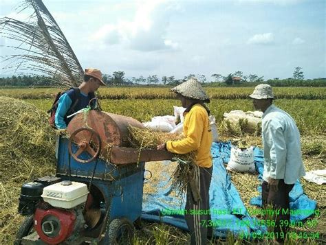 Gambar Perontokan Padi Menggunakan Teknologi Modern 48 Koleksi Gambar